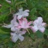 Deciduous Azalea viscosum 'Pink form'