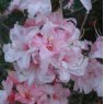 Deciduous Azalea viscosum 'Pink form'