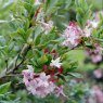 Deciduous Azalea viscosum rhodanthum