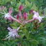 Deciduous Azalea viscosum rhodanthum