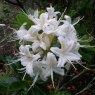 Deciduous Azalea viscosum 'White Ness'  AGM