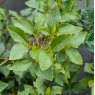 Deciduous Azalea wadanum