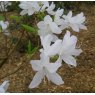 Deciduous Azalea wadanum Album