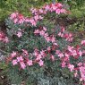 Deciduous Azalea Water Baby