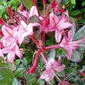 Deciduous Azalea Water Girl