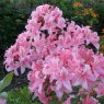 Deciduous Azalea Westminster