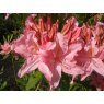 Deciduous Azalea Westminster
