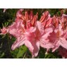 Deciduous Azalea Westminster