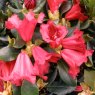 Dwarf Rhododendron Baden Baden AGM