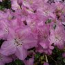 Dwarf Rhododendron calostrotum keleticum (Rock 58)  AGM