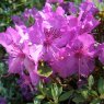 Dwarf Rhododendron calostrotum riparioides