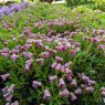 Dwarf Rhododendron campylogynum Myrtilloides AGM