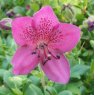 Dwarf Rhododendron camtschaticum