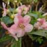 Dwarf Rhododendron charitopes  F 25570