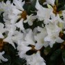 Dwarf Rhododendron Crane  AGM