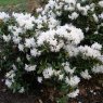 Dwarf Rhododendron Crane  AGM