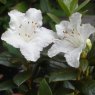 Dwarf Rhododendron Cream Crest