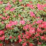 Dwarf Rhododendron Elisabeth Hobbie  AGM