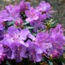 Dwarf Rhododendron fastigiatum  'Blue Steel'  AGM