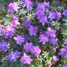 Dwarf Rhododendron fastigiatum  'Blue Steel'  AGM