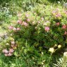 Dwarf Rhododendron ferrugineum