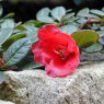 Dwarf Rhododendron forrestii repens