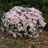 Dwarf Rhododendron Ginny Gee  AGM