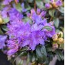 Dwarf Rhododendron Gristede  AGM