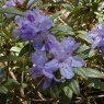 Dwarf Rhododendron hippophaeoides 'Haba Shan'  AGM