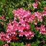 Dwarf Rhododendron hirsutum