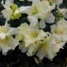 Dwarf Rhododendron Patty Bee  AGM