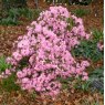 Dwarf Rhododendron Pintail