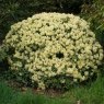 Dwarf Rhododendron Princess Anne  AGM