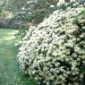 Dwarf Rhododendron Princess Anne  AGM