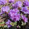 Dwarf Rhododendron Ramapo  AGM