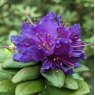 Dwarf Rhododendron russatum (Blue Black form)  AGM