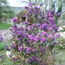 Dwarf Rhododendron russatum (Blue Black form)  AGM