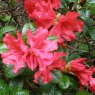 Dwarf Rhododendron Scarlet Wonder  AGM