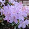 Dwarf Rhododendron Snipe