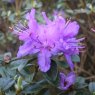 Dwarf Rhododendron Songbird
