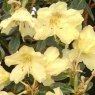 Dwarf Rhododendron Swift AGM