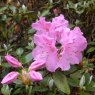 Dwarf Rhododendron Wigeon