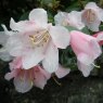 Dwarf Rhododendron williamsianum  AGM