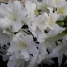 Evergreen Azalea Adonis AGM