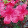 Evergreen Azalea Aladdin