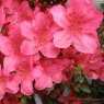 Evergreen Azalea Arabesk