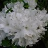 Evergreen Azalea Arctic Fox