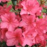 Evergreen Azalea Autumn Glow