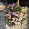 Evergreen Azalea Azuma-kagami