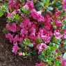 Evergreen Azalea Babuschka